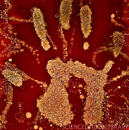 Bacteria1